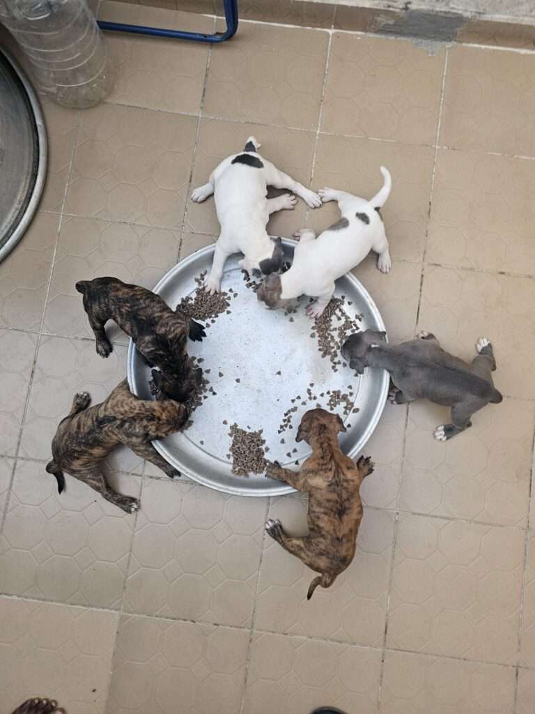 Chiot American pitbull Terrier