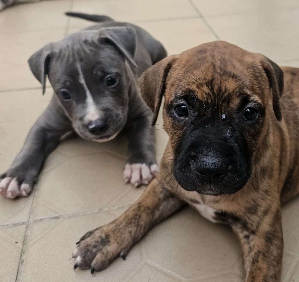 Chiot American pitbull Terrier