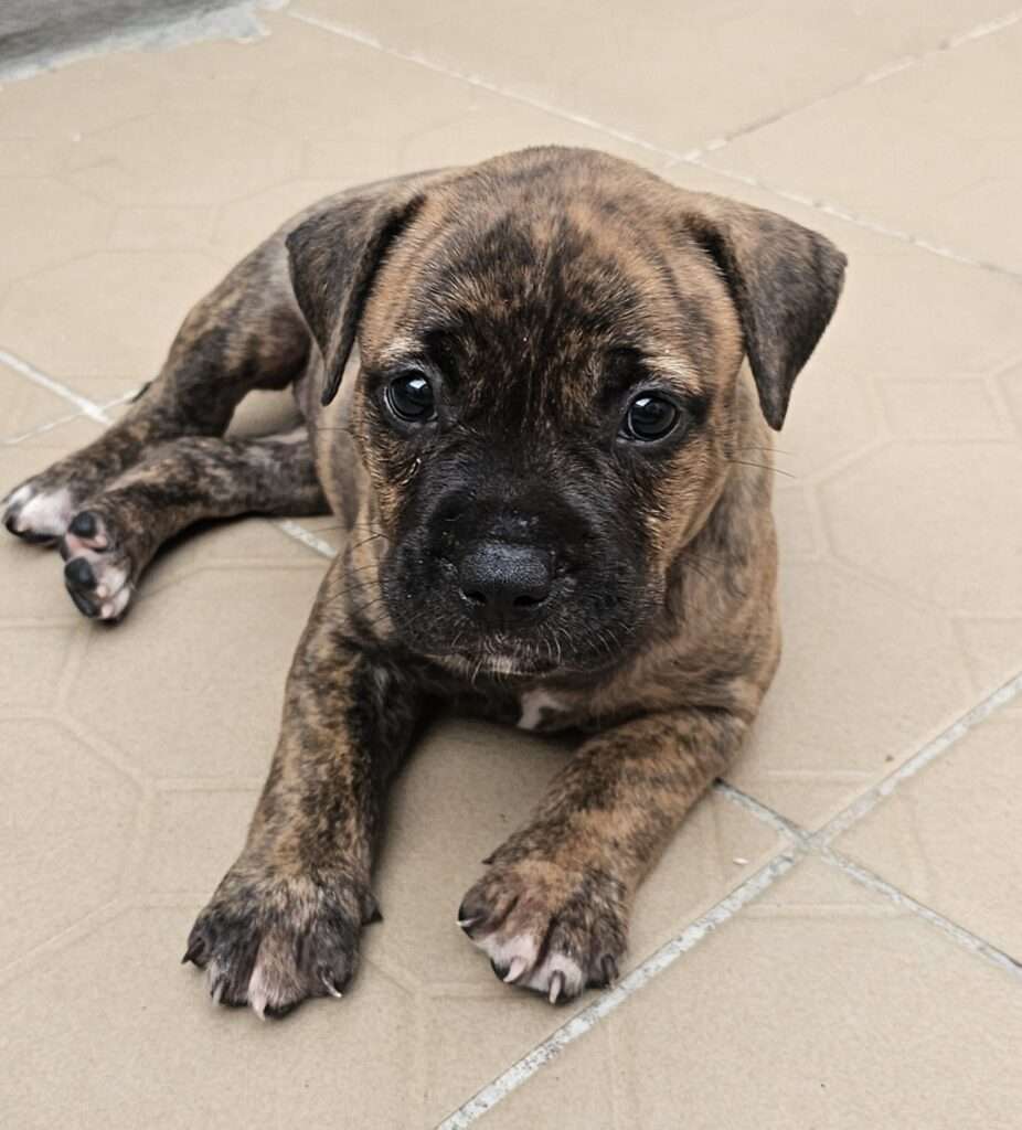 Chiot American pitbull Terrier