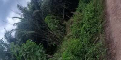 URGENT : Propriétaire vend 150 hectares