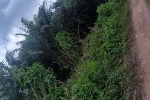 URGENT : Propriétaire vend 150 hectares