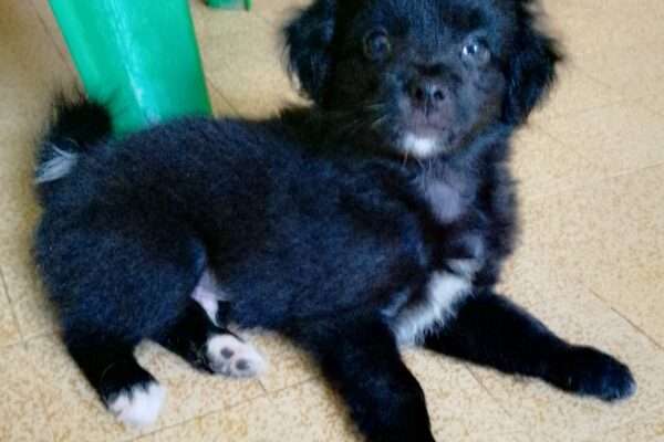 Caniche bichon havanais