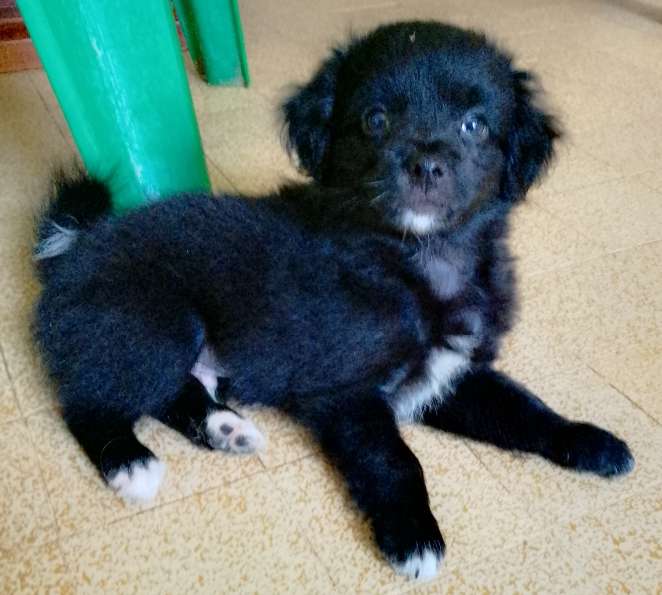 Caniche bichon havanais